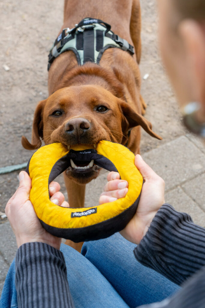 Redoggo GmbH